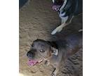 Caine, American Pit Bull Terrier For Adoption In Yreka, California