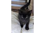 Alvin, Domestic Shorthair For Adoption In Raleigh, North Carolina