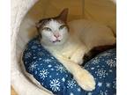 Ana Davis, Domestic Shorthair For Adoption In Fort Myers, Florida