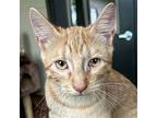 Marmalade - Reduced Fee!, Domestic Shorthair For Adoption In Jefferson