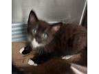 Davie Kitten 4(dash), Domestic Shorthair For Adoption In Mocksville