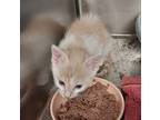 Davie Kitten 3(hermes), Domestic Shorthair For Adoption In Mocksville