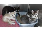 Davie Kitten 1(albus), Domestic Shorthair For Adoption In Mocksville