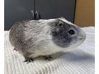 Ranch, Guinea Pig For Adoption In Monterey, California