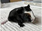 Soy, Guinea Pig For Adoption In Monterey, California