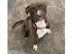 Brady, American Staffordshire Terrier For Adoption In Boardman, Ohio