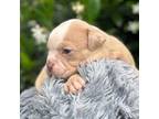 Olde English Bulldogge Puppy for sale in Ocala, FL, USA