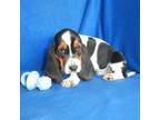 Basset Hound Puppy for sale in Olpe, KS, USA