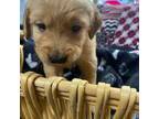 Golden Retriever Puppy for sale in Lebanon, OR, USA