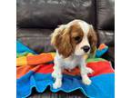 Cavalier King Charles Spaniel Puppy for sale in Bellflower, CA, USA