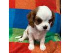 Cavalier King Charles Spaniel Puppy for sale in Bellflower, CA, USA