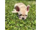 French Bulldog Puppy for sale in Tazewell, VA, USA