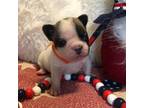 French Bulldog Puppy for sale in Madill, OK, USA