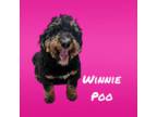 Winnie Poo