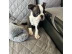 Boston Terrier Puppy for sale in Sebring, FL, USA