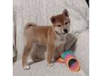 Shiba Inu Puppy for sale in Oxford, NJ, USA