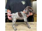 German Shorthaired Pointer Puppy for sale in Batesville, AR, USA