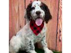 English Springer Spaniel Puppy for sale in Lisbon, OH, USA