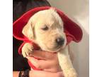 Golden Retriever Puppy for sale in Palmdale, CA, USA