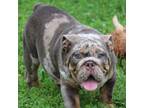 Bulldog Puppy for sale in Nashville, TN, USA