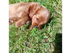 Cavapoo Puppy for sale in Hemingway, SC, USA