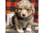 Pembroke Welsh Corgi Puppy for sale in Austin, CO, USA