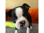 Boston Terrier Puppy for sale in Roseville, CA, USA