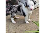 Miniature Australian Shepherd Puppy for sale in Dierks, AR, USA