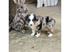 Miniature Australian Shepherd Puppy for sale in Dierks, AR, USA