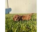 Cavapoo Puppy for sale in Pleasant Grove, UT, USA