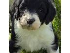 Mutt Puppy for sale in Cissna Park, IL, USA