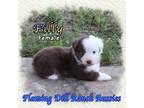 Miniature Australian Shepherd Puppy for sale in Forestburg, TX, USA