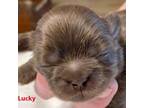 Shih Tzu Puppy for sale in Rochester, NY, USA