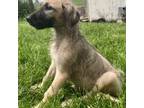 Irish Wolfhound Puppy for sale in Dover, OH, USA