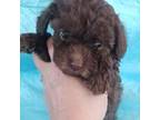 Poodle (Toy) Puppy for sale in Southgate, MI, USA