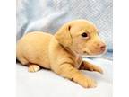 Dachshund Puppy for sale in Guthrie, KY, USA