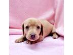 Dachshund Puppy for sale in Guthrie, KY, USA