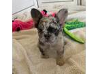 French Bulldog Puppy for sale in Camdenton, MO, USA