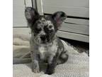 French Bulldog Puppy for sale in Camdenton, MO, USA