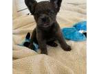 French Bulldog Puppy for sale in Camdenton, MO, USA