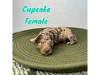 Cupcake/AKC