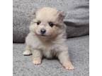 Pomeranian Puppy for sale in Indianapolis, IN, USA