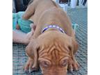 Rhodesian Ridgeback Puppy for sale in Crystal Beach, TX, USA