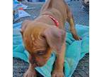 Rhodesian Ridgeback Puppy for sale in Crystal Beach, TX, USA