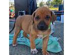 Rhodesian Ridgeback Puppy for sale in Crystal Beach, TX, USA