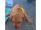 Rhodesian Ridgeback Puppy for sale in Crystal Beach, TX, USA