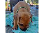 Rhodesian Ridgeback Puppy for sale in Crystal Beach, TX, USA
