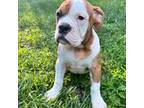 Olde English Bulldogge Puppy for sale in Durham, CT, USA