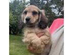 Dachshund Puppy for sale in Crystal, MI, USA