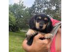 Dachshund Puppy for sale in Crystal, MI, USA